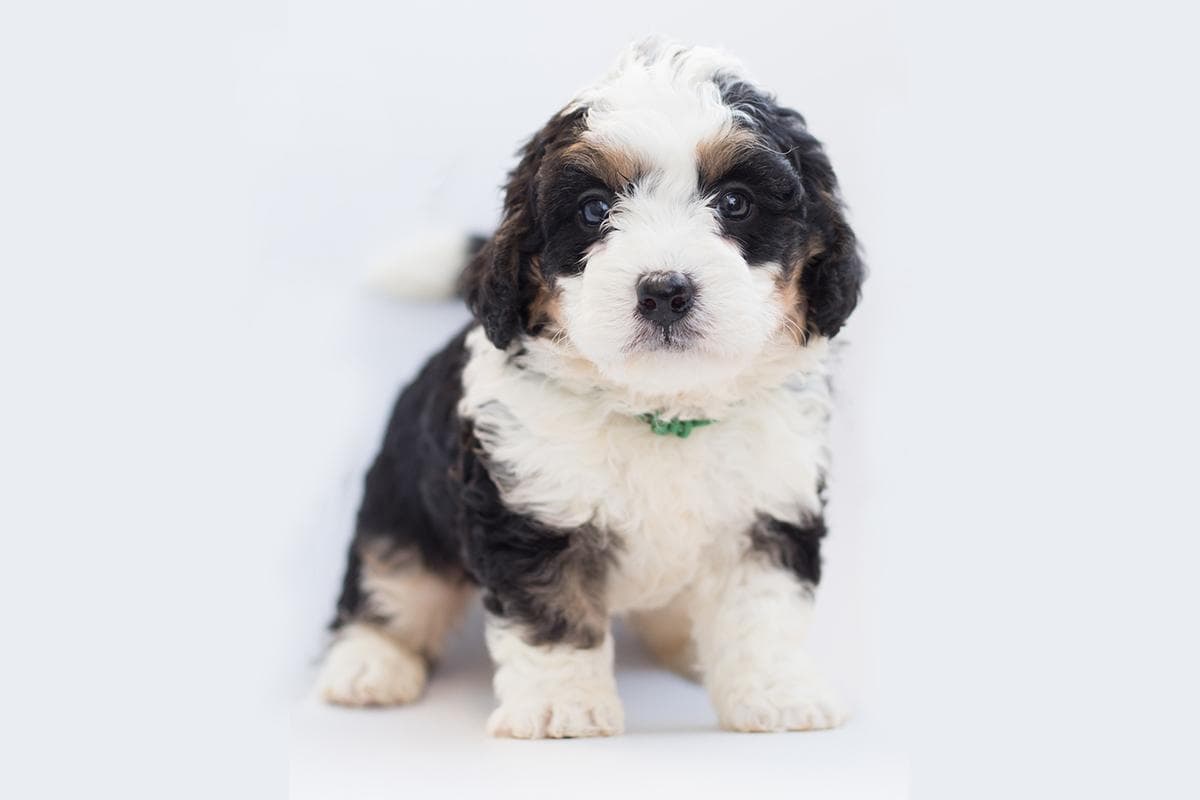 Entre arranhões e lambeijos, babás de pets lucram até R$ 10 mil em Campo Grande