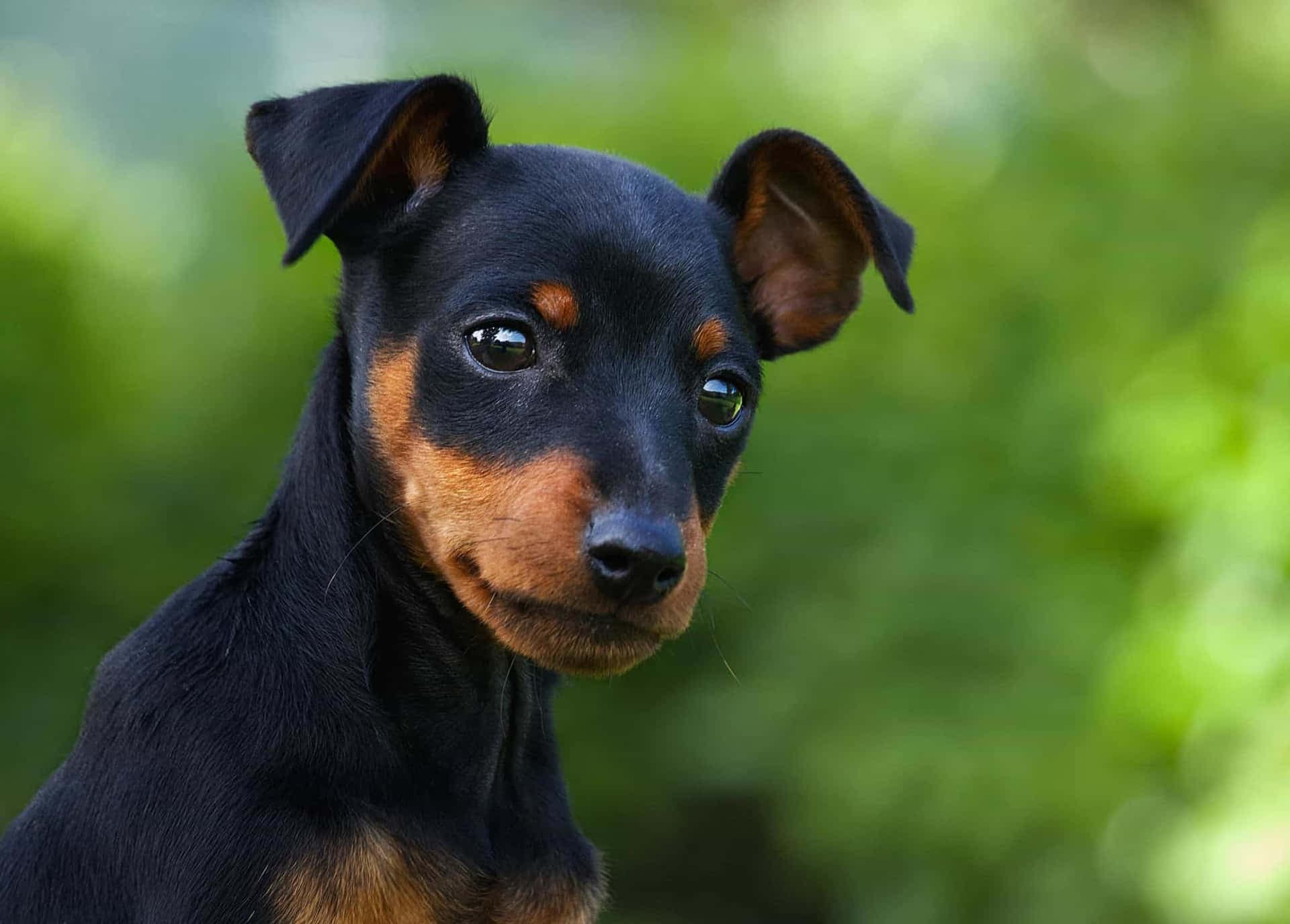 Pinscher bravo? Veja como adestrar e acalmar o pet